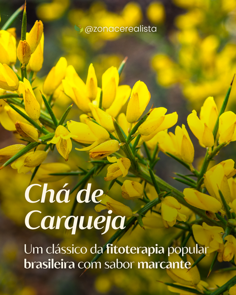 Chá de Carqueja: Um clássico da fitoterapia popular brasileira com sabor marcante 🍵