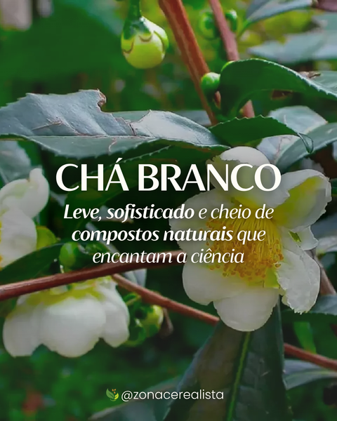 Chá Branco: Leve, sofisticado e cheio de compostos naturais que encantam a ciência 💮