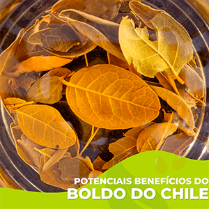 Potenciais benefícios do Boldo do Chile - Zona Cerealista Online