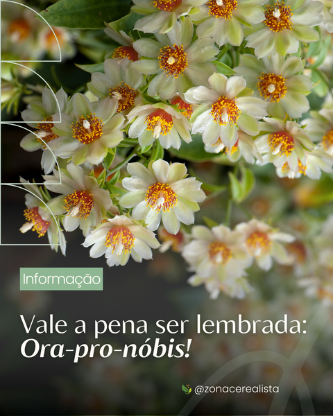 Vale a pena ser lembrada: Ora-pro-nóbis! 🪴