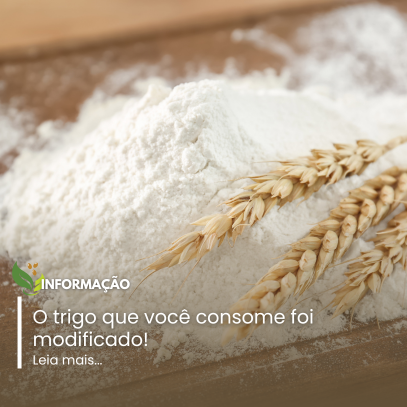 O TRIGO QUE VOCÊ CONSOME FOI MODIFICADO!