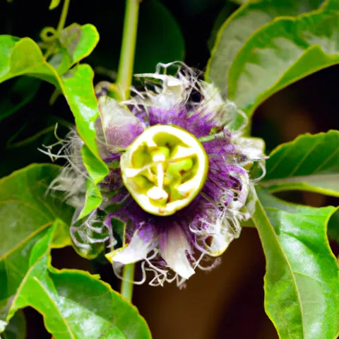 Passiflora Para Que Serve: "Passiflora: Benefícios e Usos desta Planta Medicinal"